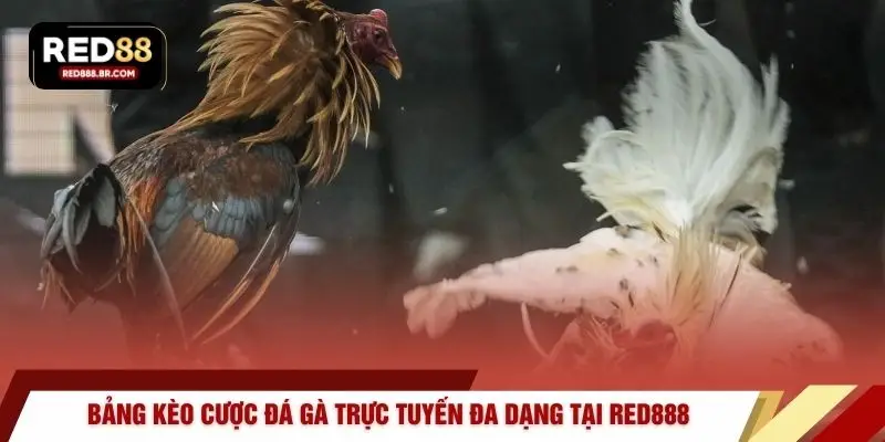 Bảng kèo cược đá gà trực tuyến đa dạng tại RED888