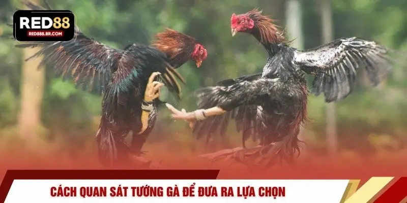 Cách quan sát tướng gà để đưa ra lựa chọn