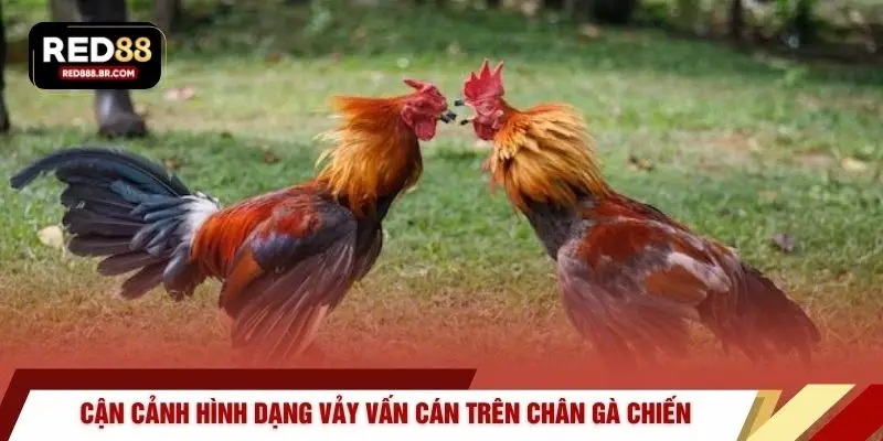 Cận cảnh hình dạng vảy vấn cán trên chân gà chiến