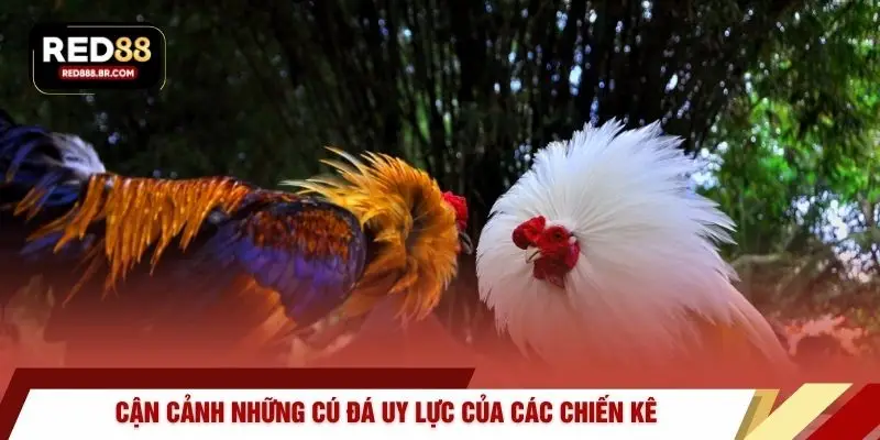 Cận cảnh những cú đá uy lực của các chiến kê