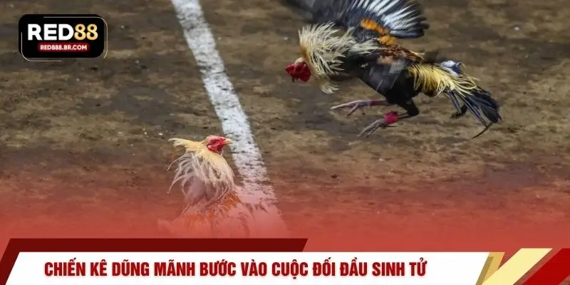 Chiến kê dũng mãnh bước vào cuộc đối đầu sinh tử