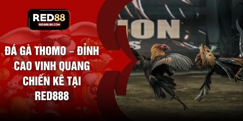 Đá Gà Thomo – Đỉnh Cao Vinh Quang Chiến Kê Tại RED888