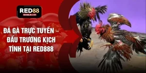 Đá Gà Trực Tuyến – Đấu Trường Kịch Tính Tại RED888