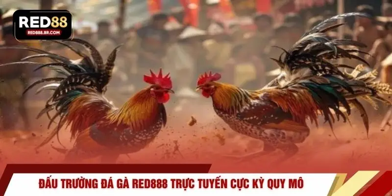 Đấu trường đá gà RED888 trực tuyến cực kỳ quy mô