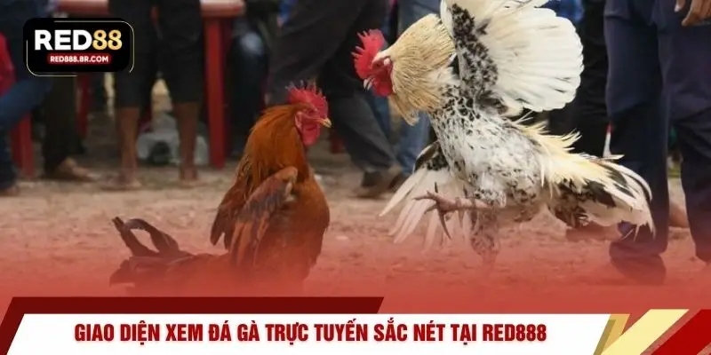 Giao diện xem đá gà trực tuyến sắc nét tại RED888