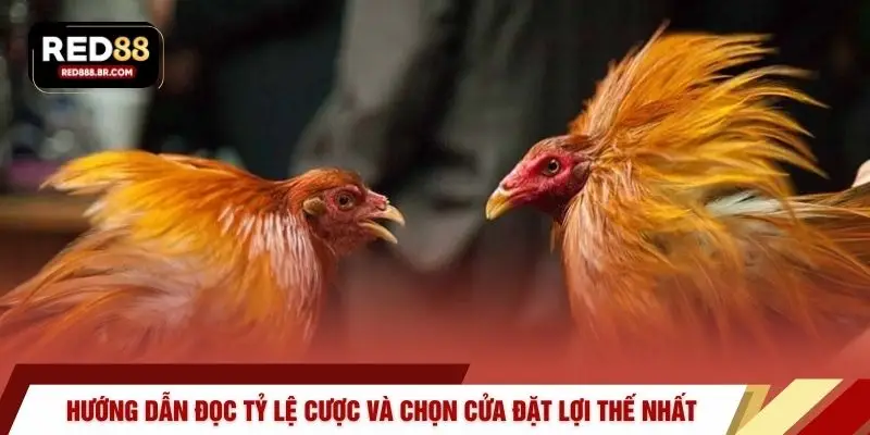 Hướng dẫn đọc tỷ lệ cược và chọn cửa đặt lợi thế nhất