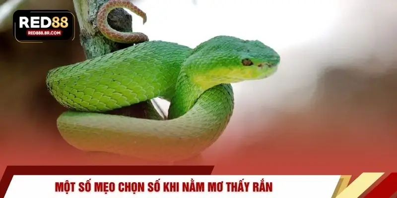 Một số mẹo chọn số khi nằm mơ thấy rắn