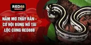 Nằm Mơ Thấy Rắn - Cơ Hội Bùng Nổ Tài Lộc Cùng RED888