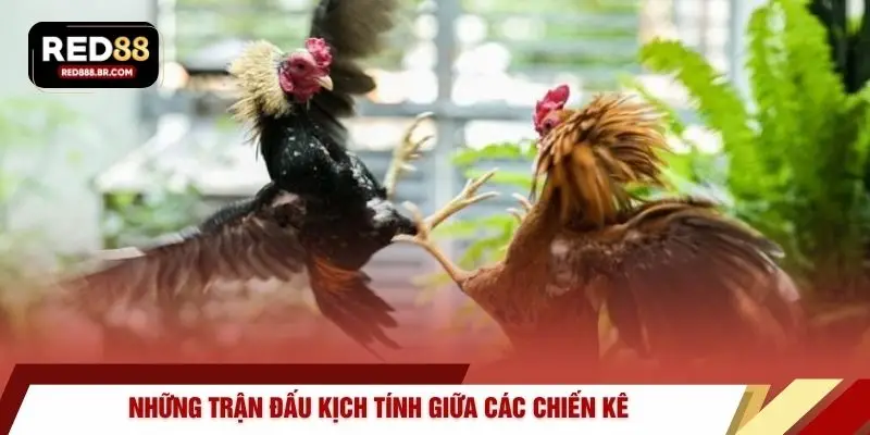 Những trận đấu kịch tính giữa các chiến kê 