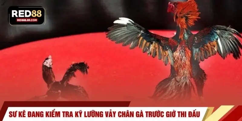 Sư kê đang kiểm tra kỹ lưỡng vảy chân gà trước giờ thi đấu
