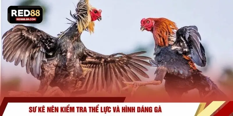 Sư kê nên kiểm tra thể lực và hình dáng gà 