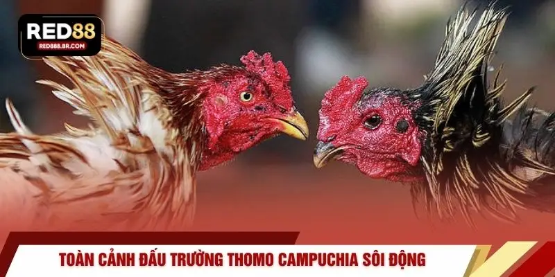 Toàn cảnh đấu trường Thomo Campuchia sôi động