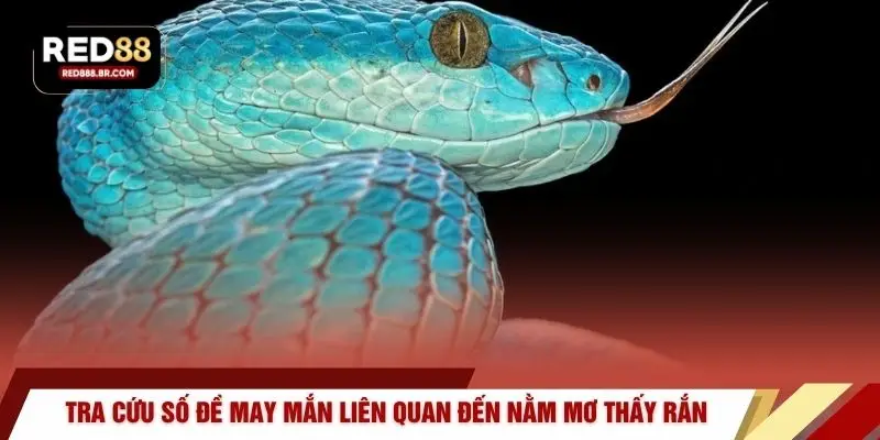 Tra cứu số đề may mắn liên quan đến nằm mơ thấy rắn